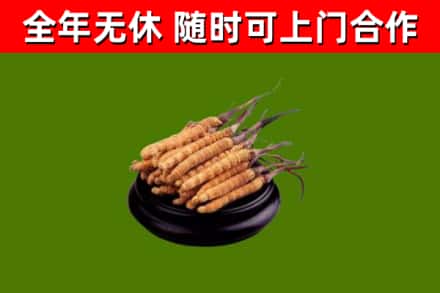 四会回收散虫草