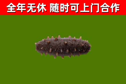 四会回收海参干